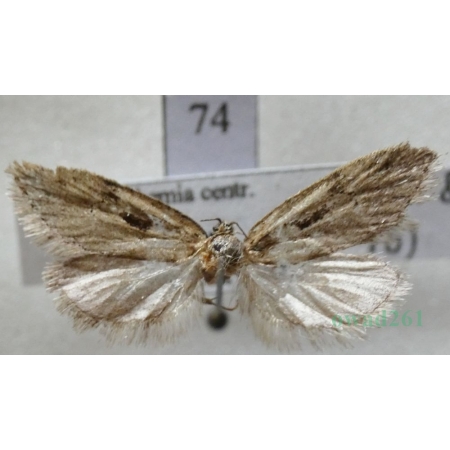 Semioscopis steinkellneriana (Denis & Schiffermüller, 1775) Czech74